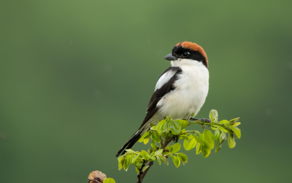 Perching Birds